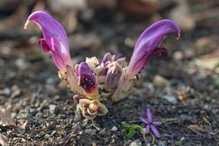 243x204_v1_Lathraeaclandestina_logo