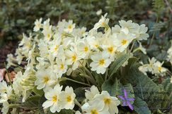 243x204_v1_Primulaacaulis_logo