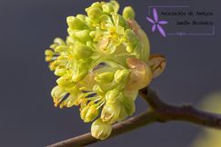 243x204_v1_Sassafrasalbidum_logo