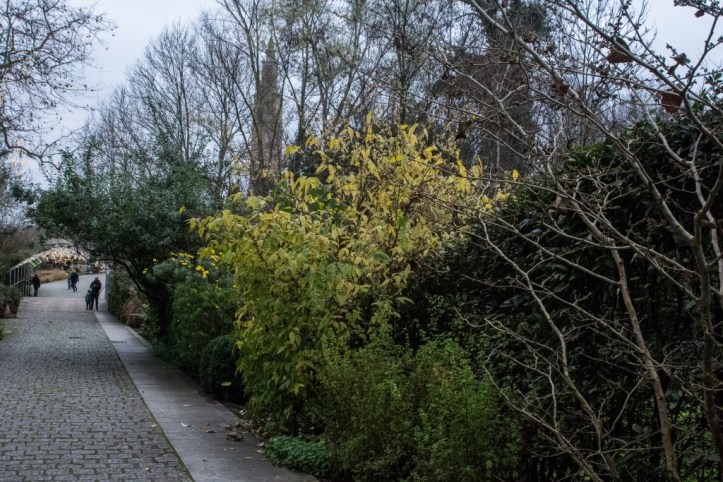 Chimonanthus praecox (1)