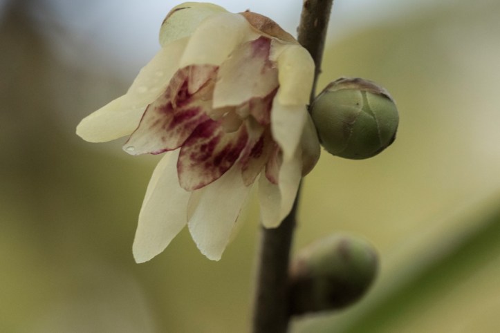 Chimonanthus praecox (4)