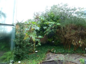 Citrus_ reticulata (1)