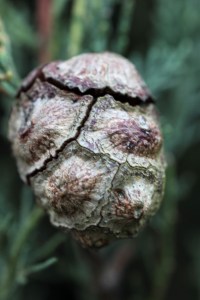 Cupresus sempervirens (6)