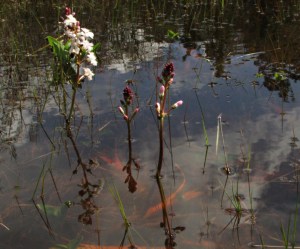 Menyanthes_trifoliata (1)