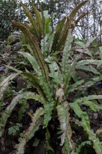 Phyllitis scolopendrium (1)
