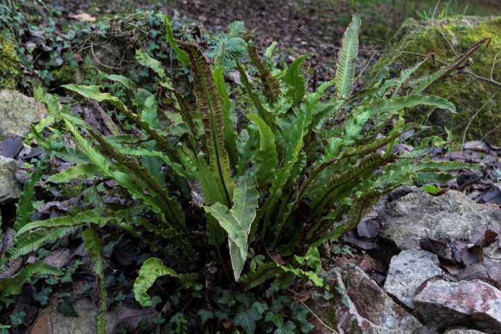 Phyllitis scolopendrium (2)