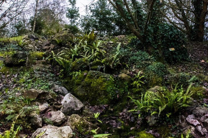 Phyllitis scolopendrium (3)