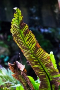 Phyllitis scolopendrium (4)