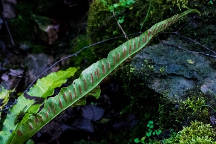 Phyllitis scolopendrium (5)