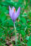 Crocus nudiflorus__7184