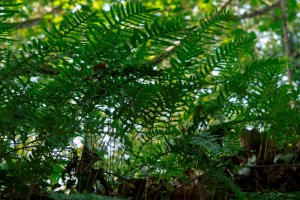 Polypodium vulgare_8037