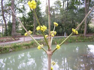 Cornus mas (1)