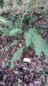 Dryopteris filix mas (6)