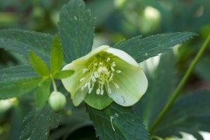 Helleborus viridis (7)