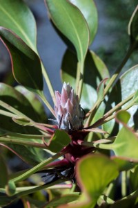 Protea cynaroides King Pink