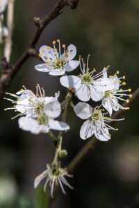 Prunus spinosa