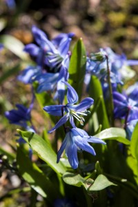 Scilla Siberica (8)