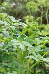 Angelica archangelica_0234