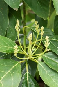 Persea americana_0182