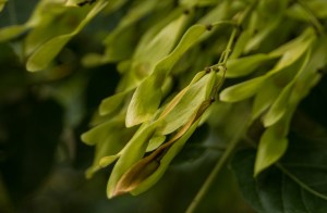 Ailanthus altissima (17)