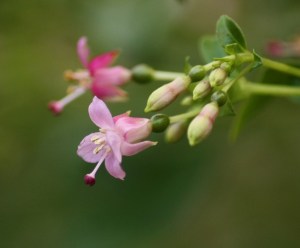 Fuchsia trientje (16)