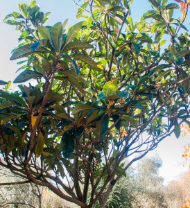 Eriobotrya japonica 1