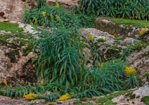 Solidago canadensis 1