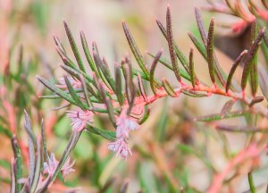 andromeda polifolia (1)