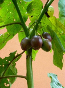 cyphomandra betaceae (6)