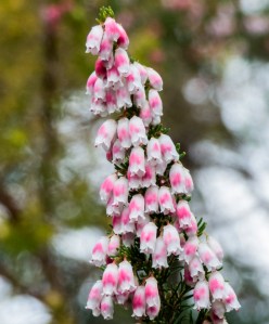 erica lusitanica (2)