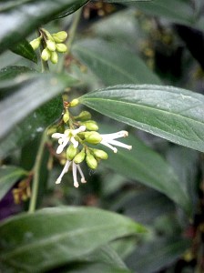 sarcococa ruscifolia (12)