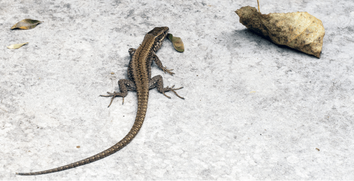 001-Jornada-frmativa-micologica-JBA-(27-09-2019)