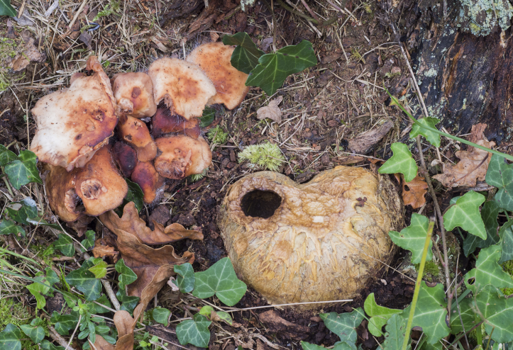 002-Jornada-frmativa-micologica-JBA-(27-09-2019)