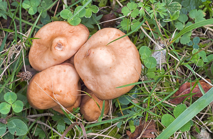 003-Jornada-frmativa-micologica-JBA-(27-09-2019)