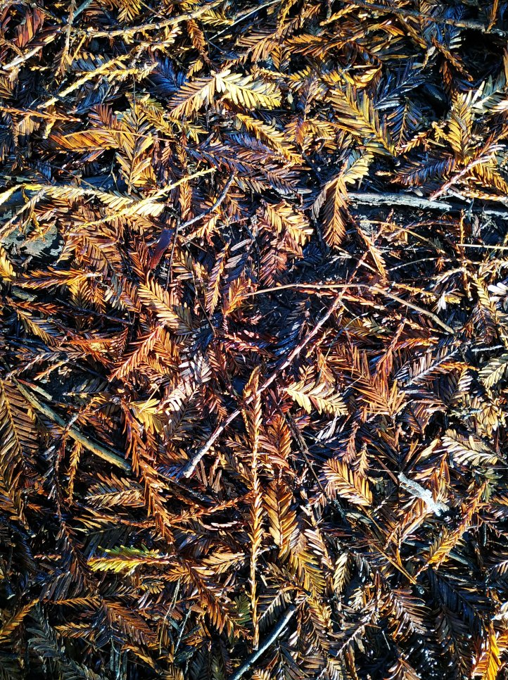 005-Excursión a Cantabria-(05-10-2019)