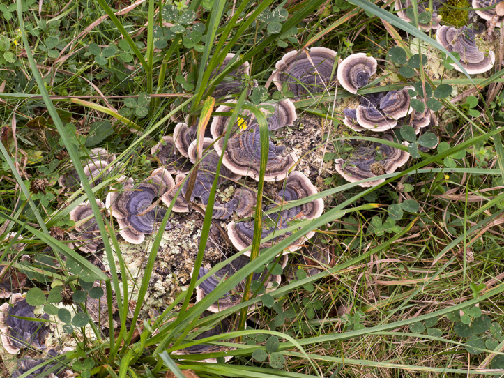 005-Jornada-frmativa-micologica-JBA-(27-09-2019)