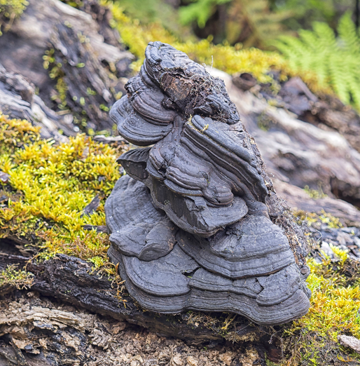 006-Jornada-frmativa-micologica-JBA-(27-09-2019)