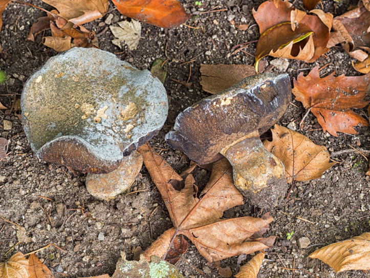 007-Jornada-frmativa-micologica-JBA-(27-09-2019)