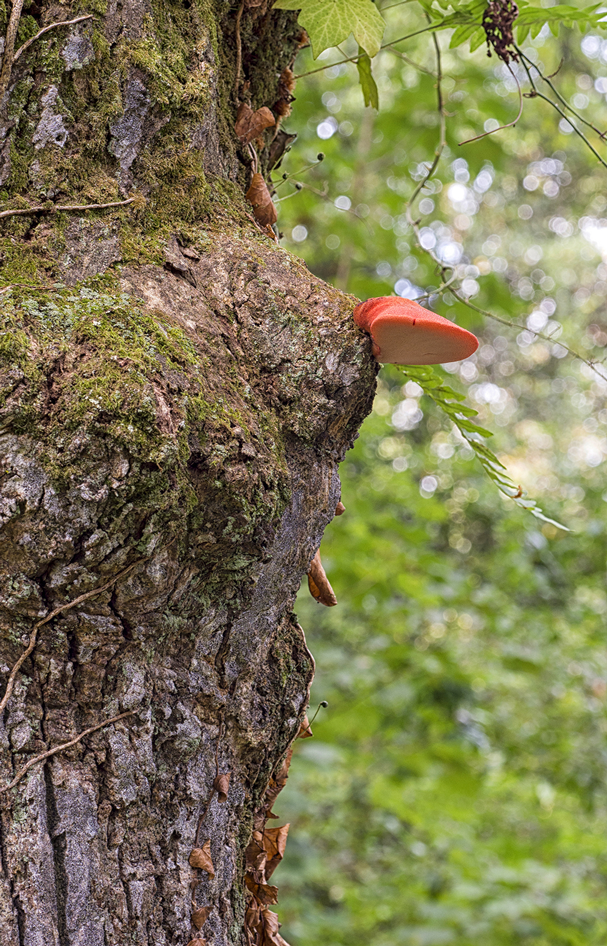 008-Jornada-frmativa-micologica-JBA-(27-09-2019)