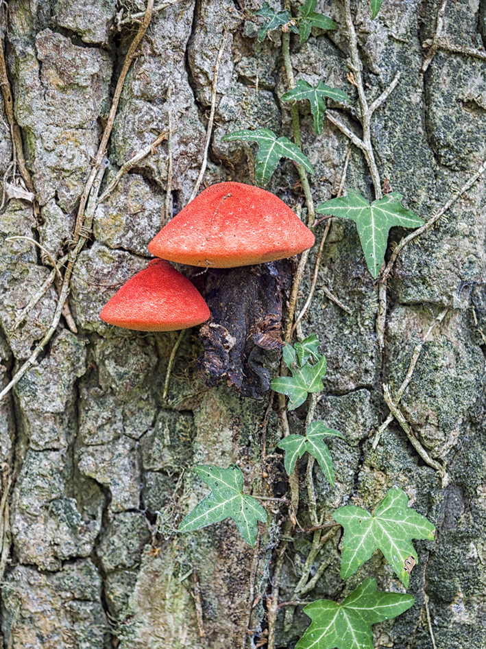 009-Jornada-frmativa-micologica-JBA-(27-09-2019)