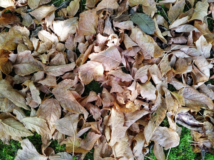 017-Excursión a Cantabria-(05-10-2019)