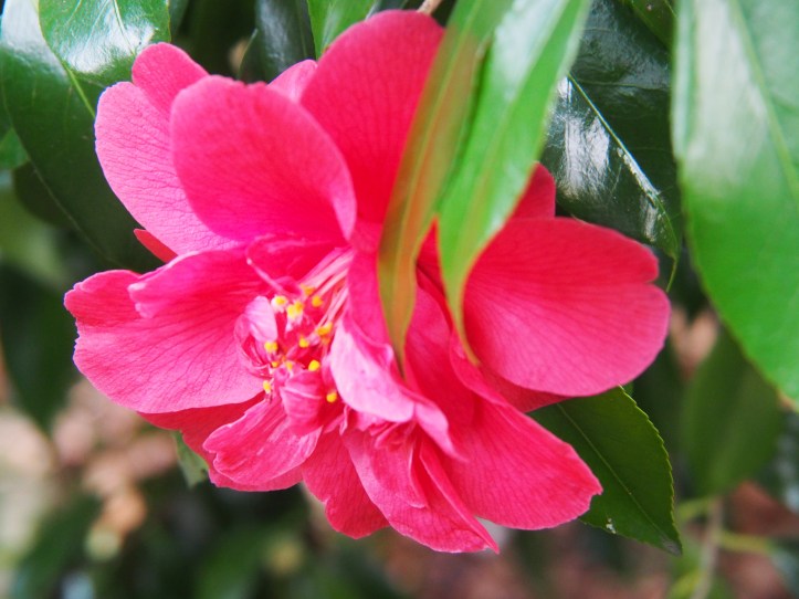 OLYMPUS DIGITAL CAMERA