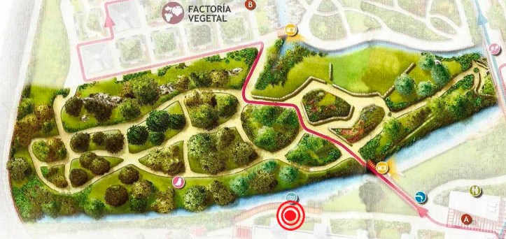 0 - Microbiota decussata