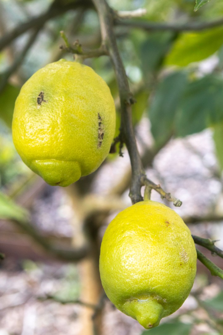 Citrus limon-0272