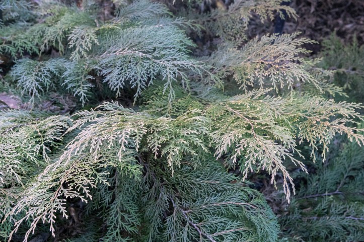 Microbiota decussata-0261