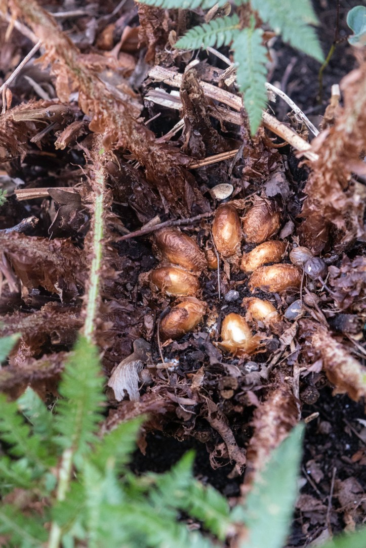 Polysticum setiferum-0285