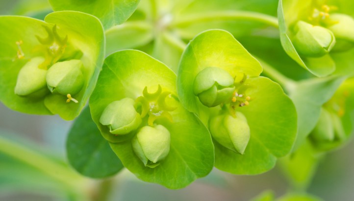 Euphorbia_01